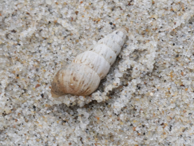 Cochlicella acuta (O.F. Müller, 1774) &copy; Petra Fleurbaaij