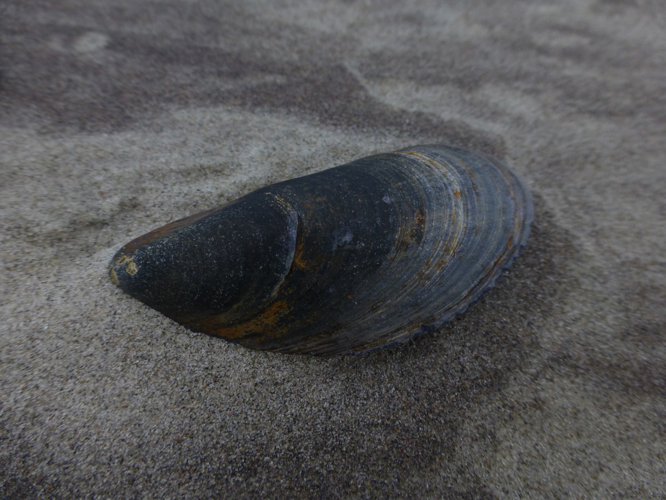 Mytilus edulis Linnaeus, 1758 &copy; Sander Pieterse