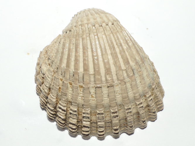 Acanthocardia echinata (Linnaeus, 1758) &copy; Dick Belgers