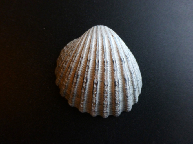 Acanthocardia tuberculata (Linnaeus, 1758) &copy; Sander Pieterse