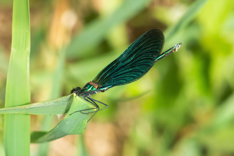 Calopteryx virgo (Linnaeus, 1758) &copy; Wijnand van Buuren