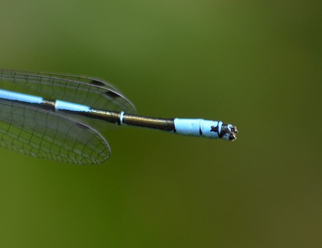 Coenagrion puella (Linnaeus, 1758) &copy; Louis Westgeest
