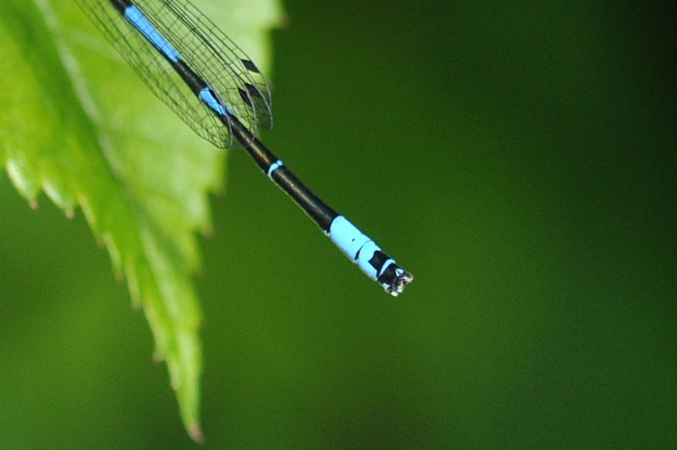 Coenagrion pulchellum (Vander Linden, 1825) &copy; Louis Westgeest