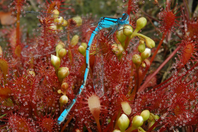 Enallagma cyathigerum (Charpentier, 1840) &copy; Jan van Asselt