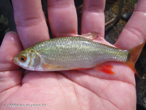  © Fédération de pêche 33