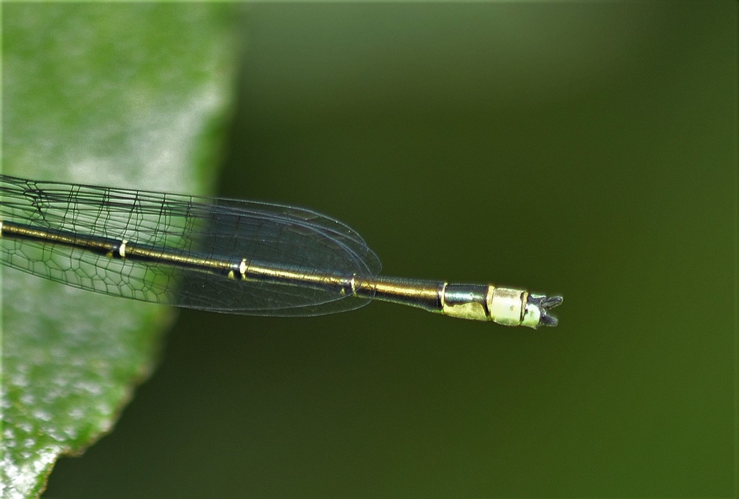 Erythromma viridulum (Charpentier, 1840) &copy; Louis Westgeest
