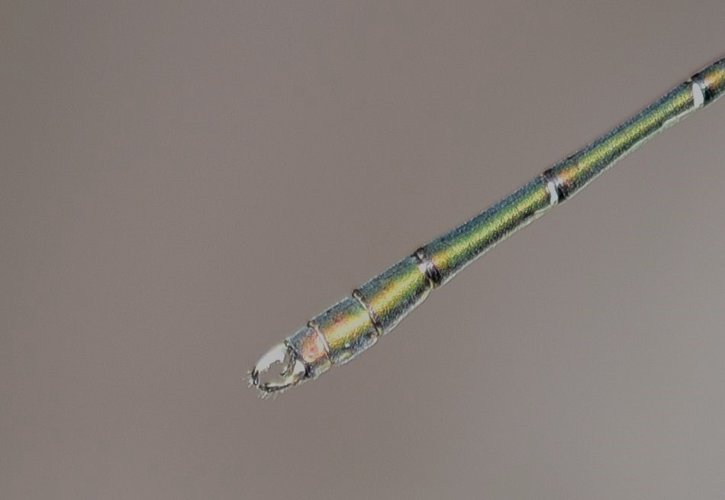 Chalcolestes viridis (Vander Linden, 1825) &copy; Louis Westgeest