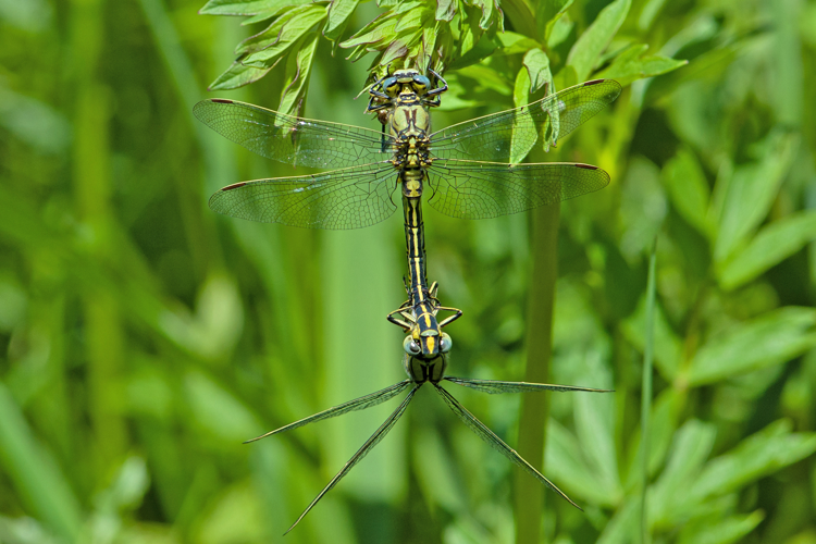 Gomphus pulchellus Selys, 1840 &copy; Peter Hoppenbrouwers