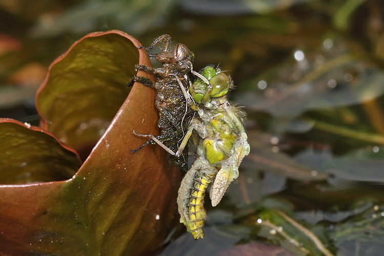 Libellula depressa Linnaeus, 1758 &copy; Marijke Kanters