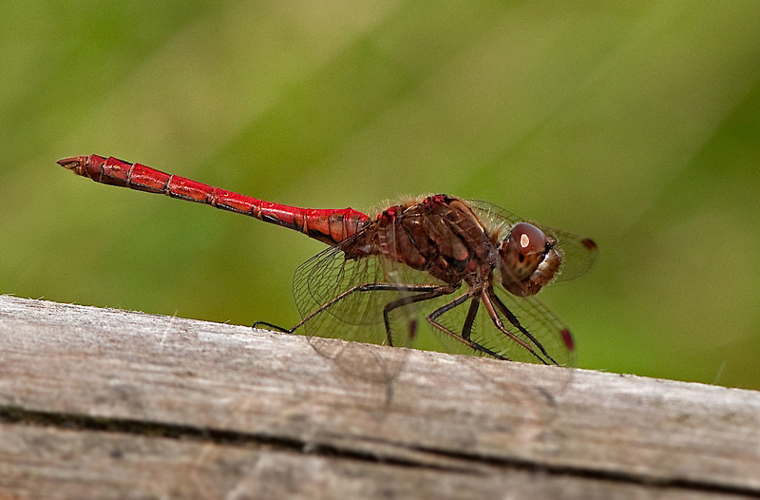 Sympetrum vulgatum (Linnaeus, 1758) &copy; Wijnand van Buuren