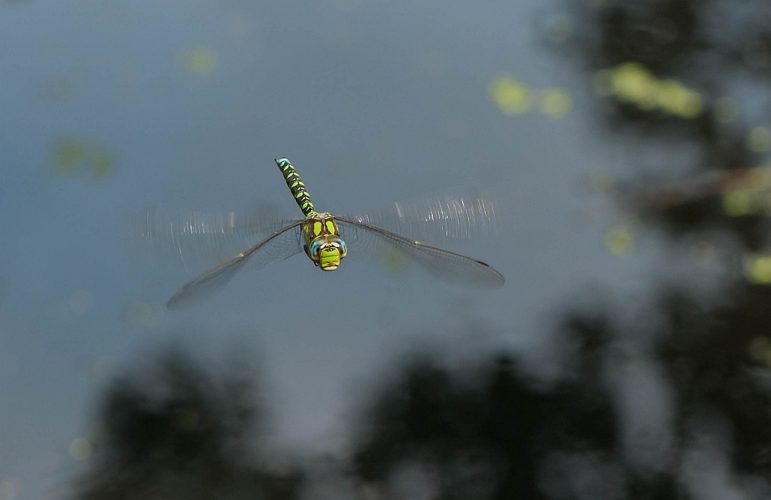 Aeshna cyanea (O.F. Müller, 1764) &copy; Wijnand van Buuren