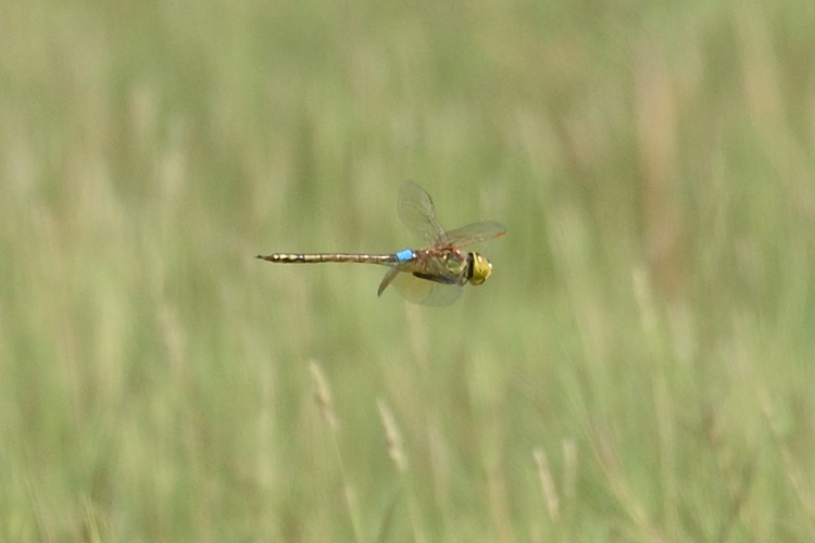 Anax ephippiger (Burmeister, 1839) &copy; Michiel Oversteegen