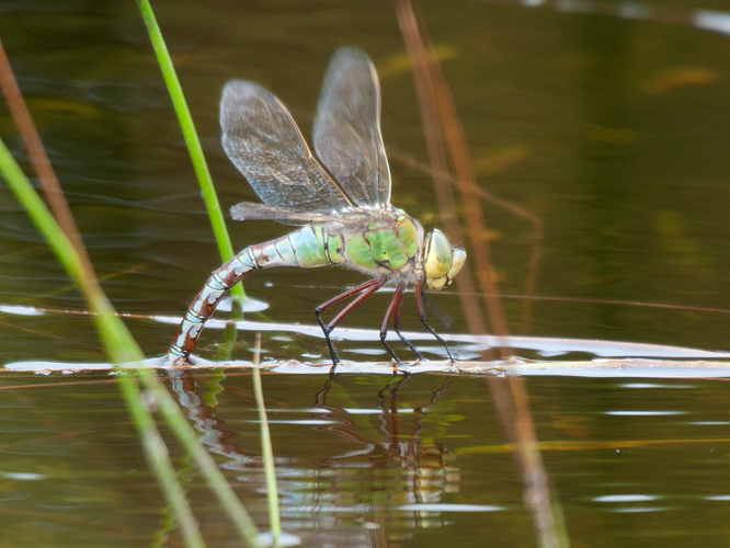 Anax imperator Leach, 1815 &copy; Kees Venneker