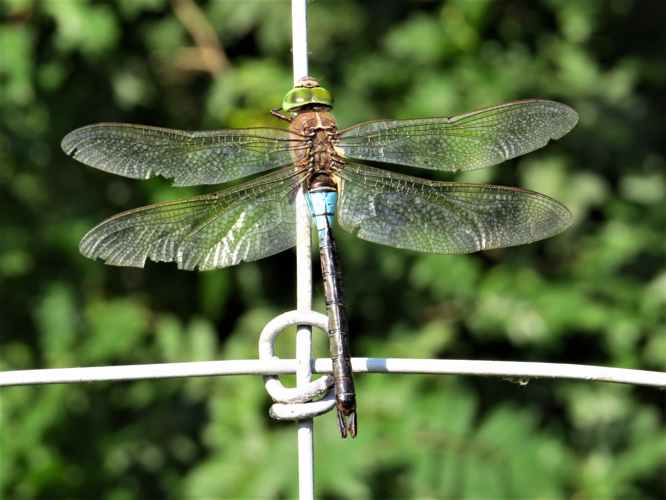 Anax parthenope (Selys, 1839) &copy; Martien van den Heuvel