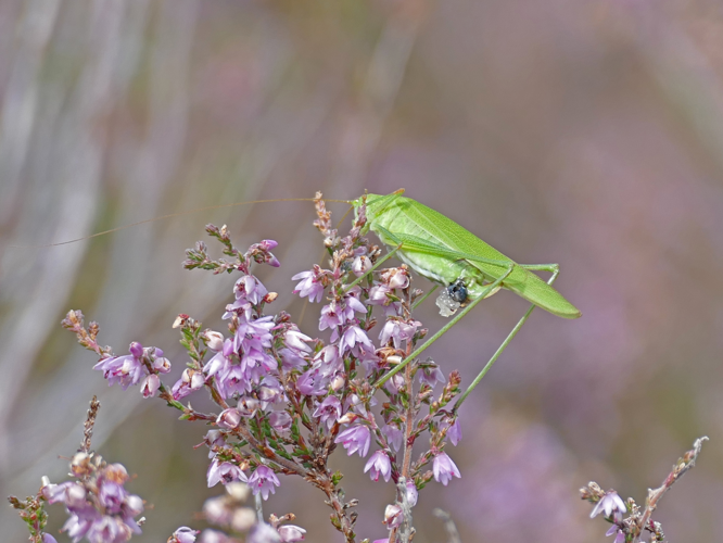 Phaneroptera falcata (Poda, 1761) &copy; Nina de Vries