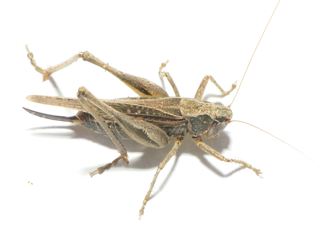 Platycleis albopunctata (Goeze, 1778) &copy; Dick Belgers