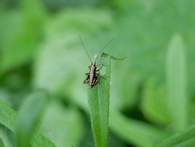 Pholidoptera griseoaptera (De Geer, 1773) &copy; Hannco Bakker