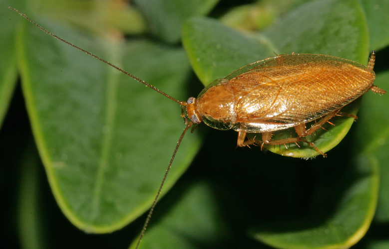 Ectobius pallidus (Olivier, 1789) &copy; Jan Kersten