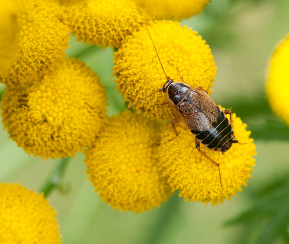 Ectobius sylvestris (Poda, 1761) &copy; Wijnand van Buuren