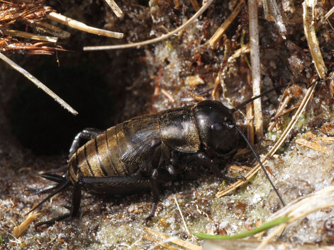 Gryllus campestris Linnaeus, 1758 &copy; Hans Jonkman