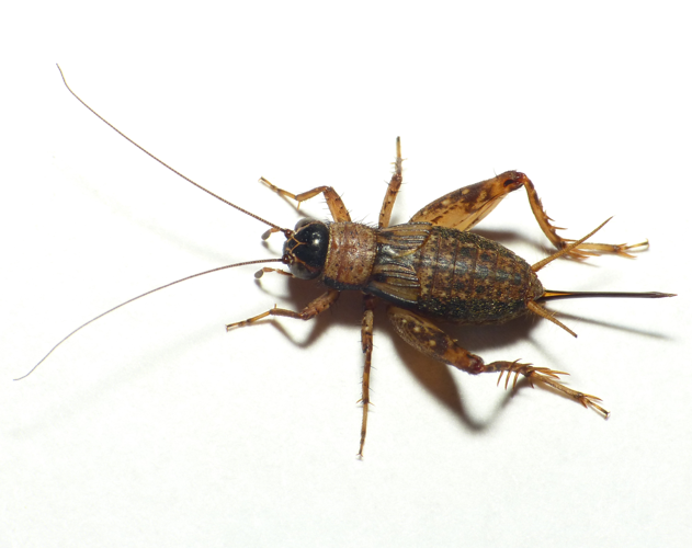 Nemobius sylvestris (Bosc, 1792) &copy; Dick Belgers