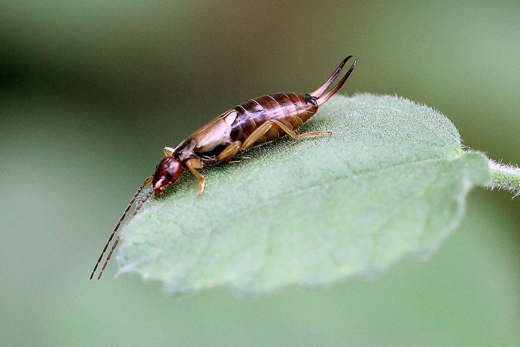 Forficula auricularia Linnaeus, 1758 &copy; Annemieke Hoozemans
