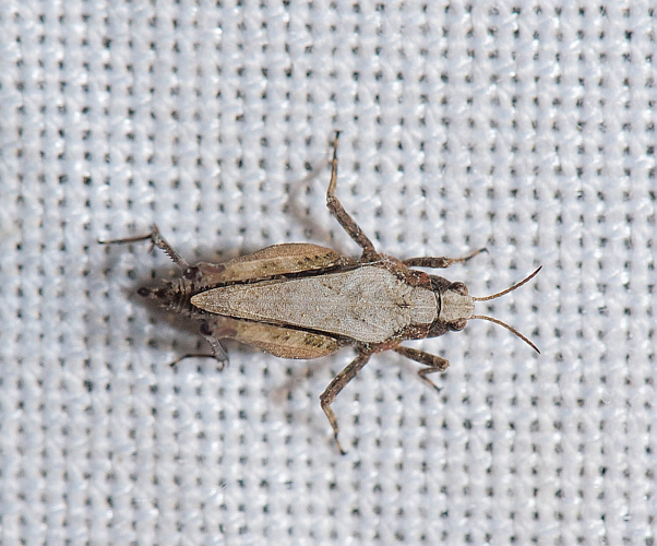 Tetrix undulata (Sowerby, 1806) &copy; Wijnand van Buuren