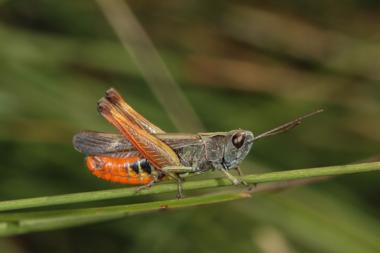 Omocestus rufipes (Zetterstedt, 1821) &copy; Sandra Lamberts