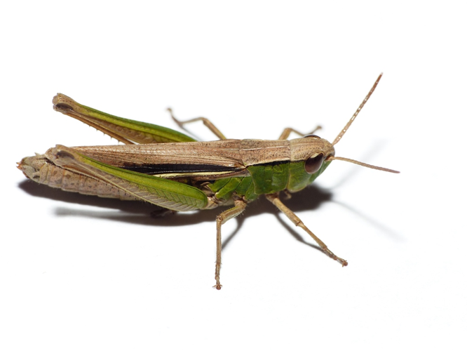 Chorthippus albomarginatus (De Geer, 1773) &copy; Dick Belgers