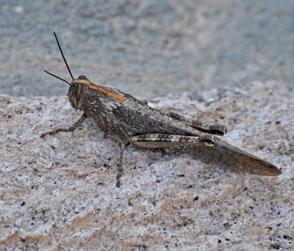 Anacridium aegyptium (Linnaeus, 1764) &copy; Wijnand van Buuren