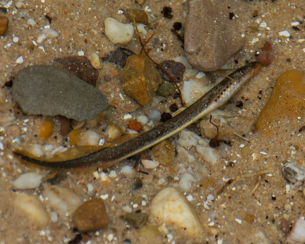 Lampetra planeri (Bloch, 1784) &copy; Wijnand van Buuren