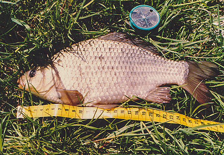 Carassius carassius (Linnaeus, 1758) &copy; Peter van der Sluijs