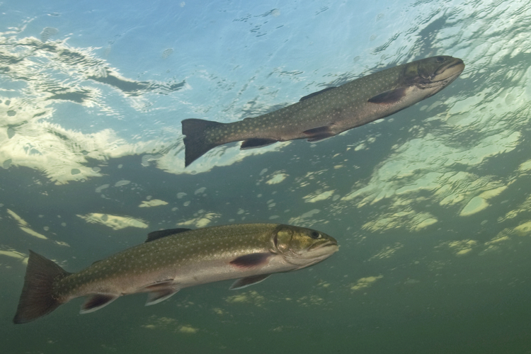 Oncorhynchus mykiss (Walbaum, 1792) &copy; Marion Haarsma