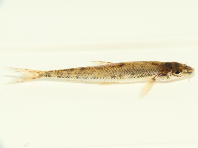 Cottus gobio Linnaeus, 1758 &copy; Dick Belgers
