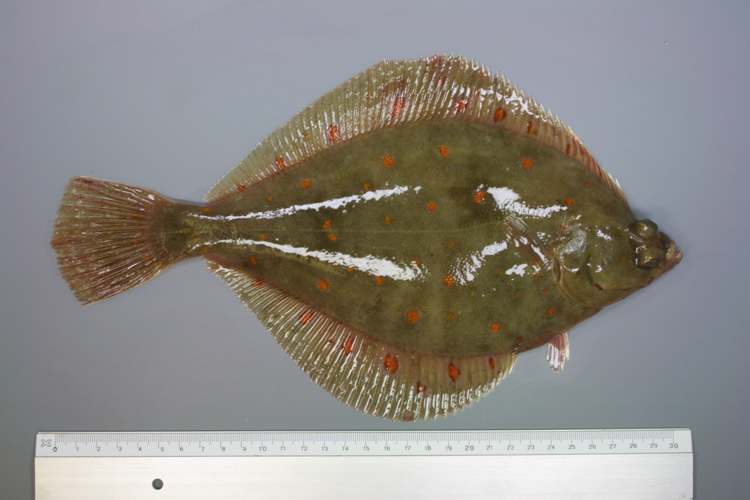 Pleuronectes platessa Linnaeus, 1758 &copy; Henk Heessen (Wageningen Marine Research)