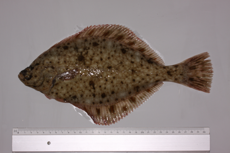 Platichthys flesus (Linnaeus, 1758) &copy; Henk Heessen (Wageningen Marine Research)