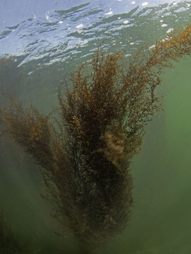 Sargassum muticum (Yendo) Fensholt, 1955 &copy; Marion Haarsma