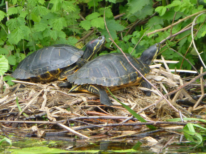 Trachemys scripta (Schoepff, 1792) &copy; Tjerk Nawijn