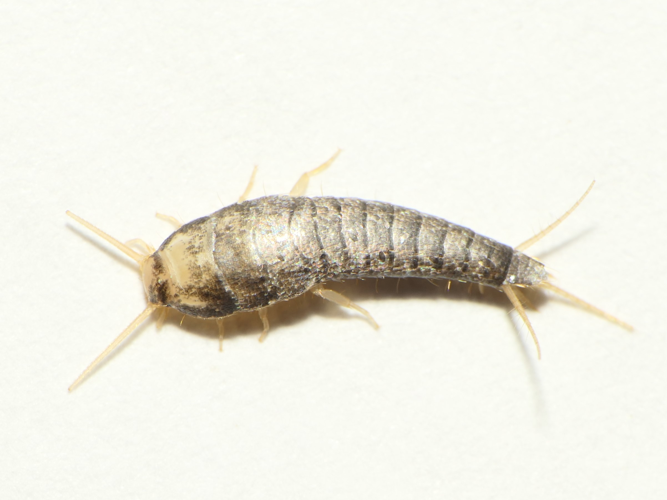 Lepisma saccharina Linnaeus, 1758 &copy; Dick Belgers