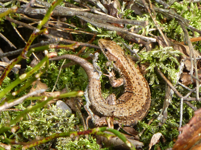 Zootoca vivipara (Lichtenstein, 1823) &copy; Sander Pieterse