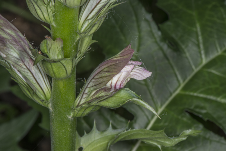 Acanthus mollis L., 1753 &copy; Piet J. Ashouwer