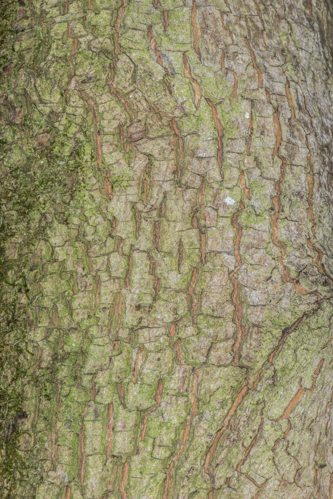 Acer campestre L., 1753 &copy; Piet J. Ashouwer