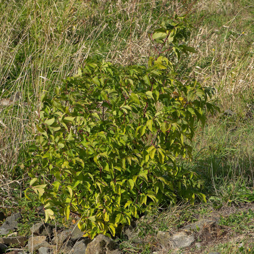 Acer negundo L., 1753 &copy; Wijnand van Buuren