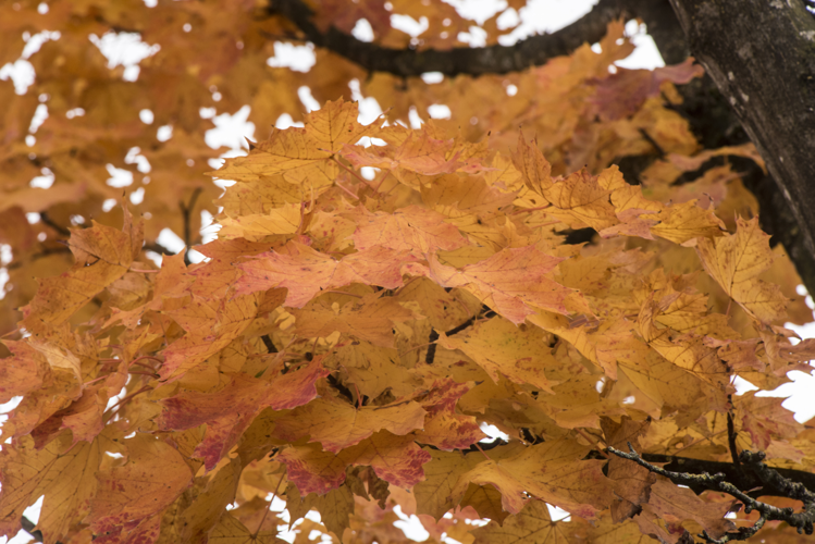 Acer platanoides L., 1753 &copy; Piet J. Ashouwer