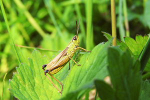 Pseudochorthippus montanus © Bastien Moisan