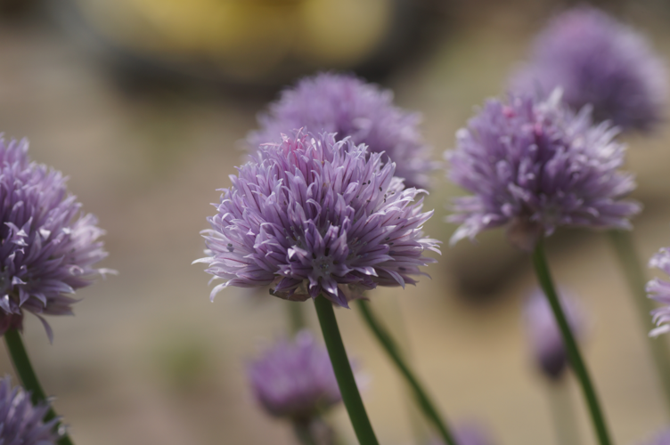 Allium schoenoprasum L., 1753 &copy; J.M.D. (Jan) van Es
