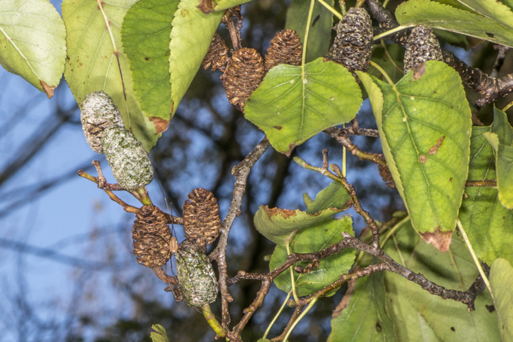 Alnus cordata (Loisel.) Duby, 1828 &copy; Piet J. Ashouwer