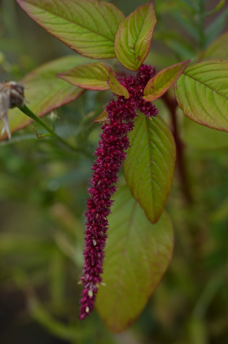 Amaranthus caudatus L., 1753 &copy; Louis Westgeest