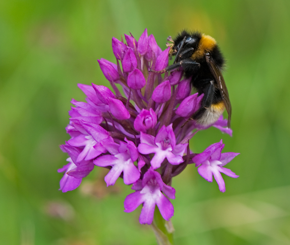 Anacamptis pyramidalis (L.) Rich., 1817 &copy; Wijnand van Buuren