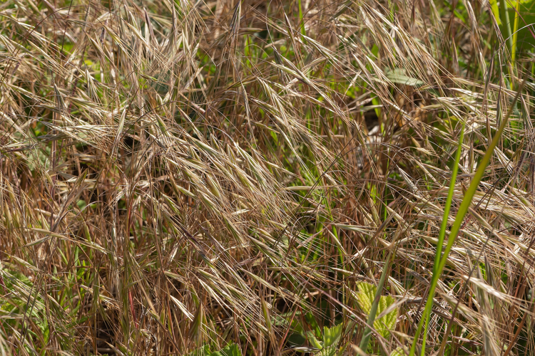 Anisantha tectorum (L.) Nevski, 1934 &copy; Wijnand van Buuren